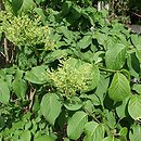 Syringa reticulata (lilak japoński)