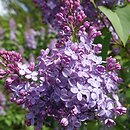 Syringa vulgaris Amethyst