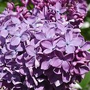 Syringa vulgaris Calvin C. Lanney