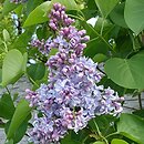 Syringa vulgaris Evert de Gier