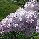 Syringa vulgaris Firmament