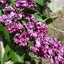 Syringa vulgaris Jubileinaya