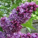 Syringa vulgaris Kołchoźnica