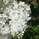 Syringa vulgaris Königin Luise