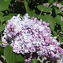 Syringa vulgaris Kosmos