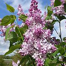 Syringa vulgaris Lesnaja Piesnia