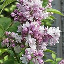 Syringa vulgaris Rose de Moscou