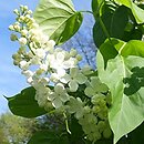 Syringa vulgaris Mme Felix