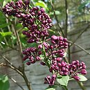 Syringa vulgaris Night