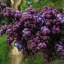 Syringa vulgaris Pamiat o Vaviłowie