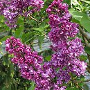 Syringa vulgaris Perle von Stuttgart