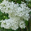 Syringa vulgaris White Swan