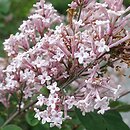 Syringa Baibelle