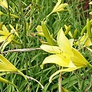 Hemerocallis altissima (liliowiec wysoki)