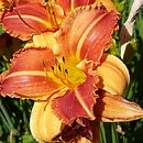 Hemerocallis ×hybrida Absyda