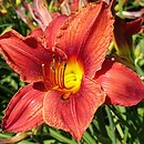 Hemerocallis ×hybrida Ajer