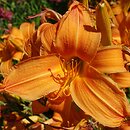 Hemerocallis ×hybrida Amber Ballerina