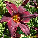 Hemerocallis ×hybrida American Revolution