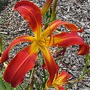 Hemerocallis ×hybrida Boitzer Feuerwerk