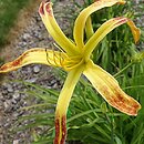 Hemerocallis ×hybrida Boitzer Flammentanz