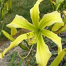 Hemerocallis ×hybrida Boitzer Green Spaghetti