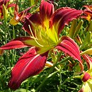 Hemerocallis ×hybrida Fly Catcher