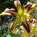 Hemerocallis ×hybrida Free Wheelin