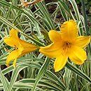 Hemerocallis ×hybrida Golden Zebra