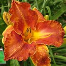 Hemerocallis ×hybrida Hipolit