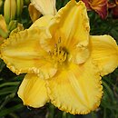 Hemerocallis ×hybrida Iga