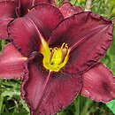 Hemerocallis ×hybrida Ignacy Mościcki