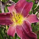 Hemerocallis ×hybrida Ignacy Rzecki