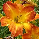 Hemerocallis ×hybrida Interwał