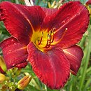 Hemerocallis ×hybrida Irena Kwiatkowska