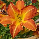 Hemerocallis ×hybrida Istebna