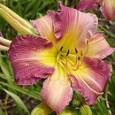 Hemerocallis ×hybrida Kanclerz