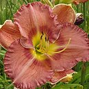 Hemerocallis ×hybrida Kozietulski