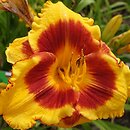 Hemerocallis ×hybrida Larum