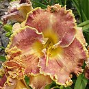 Hemerocallis ×hybrida Orchid Gilded Ruffles