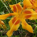 Hemerocallis ×hybrida Pan Tadeusz