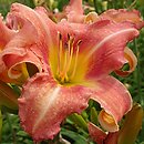 Hemerocallis ×hybrida Stefan Batory