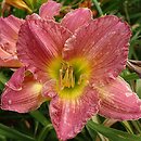 Hemerocallis ×hybrida Warna