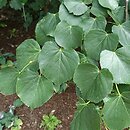 Tilia maximowicziana (lipa Maksimowicza)