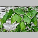 znalezisko 20190503.47.js - Tilia dasystyla ssp. caucasica (lipa begoniolistna); Arboretum Wojsławice