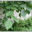 znalezisko 20210622.69.js - Tilia dasystyla ssp. caucasica (lipa begoniolistna); Arboretum Wojsławice