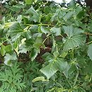 Tilia ×flaccida Diversifolia