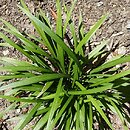 Liriope muscari Ingwersen