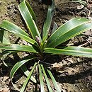 Liriope muscari John Burch