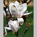 znalezisko 20120501.95.js - Magnolia ×soulangiana ‘Alba Superba’; Arboretum Wojsławice
