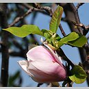 znalezisko 20120501.90.js - Magnolia ×soulangiana ‘San Jose’; Arboretum Wojsławice